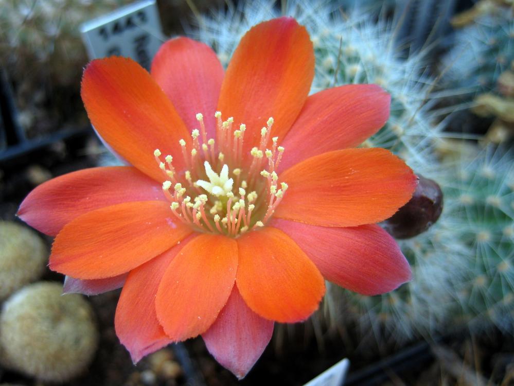 Rebutia